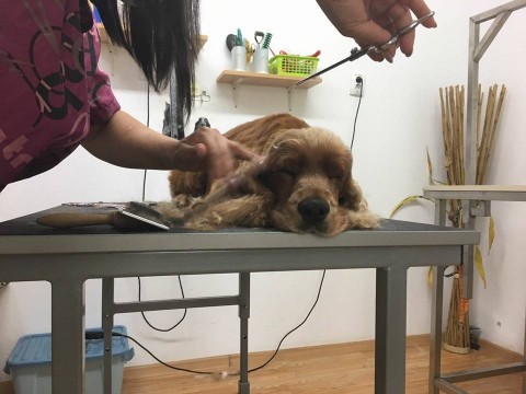 Salon Toaletaj Canin PUFFY