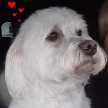 Pretty Paws -toaletaj canin si felin