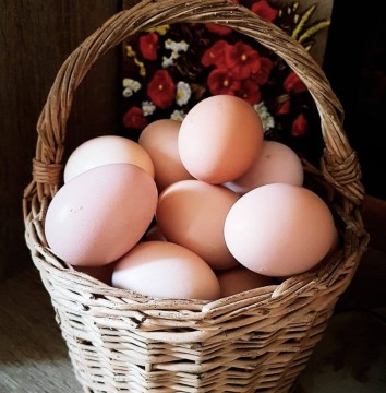 Ouă de casă Alba Iulia